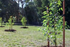 Tweed Council development feedback
