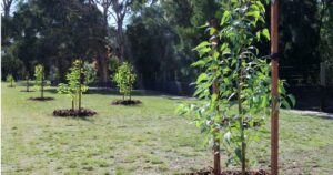 Tweed Council development feedback