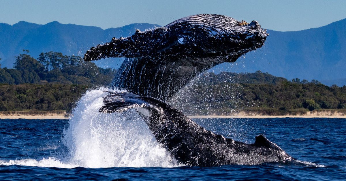 Byron whale watching