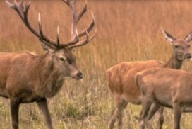 Report Feral Deer