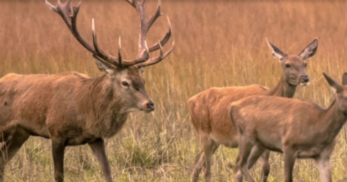 Report Feral Deer