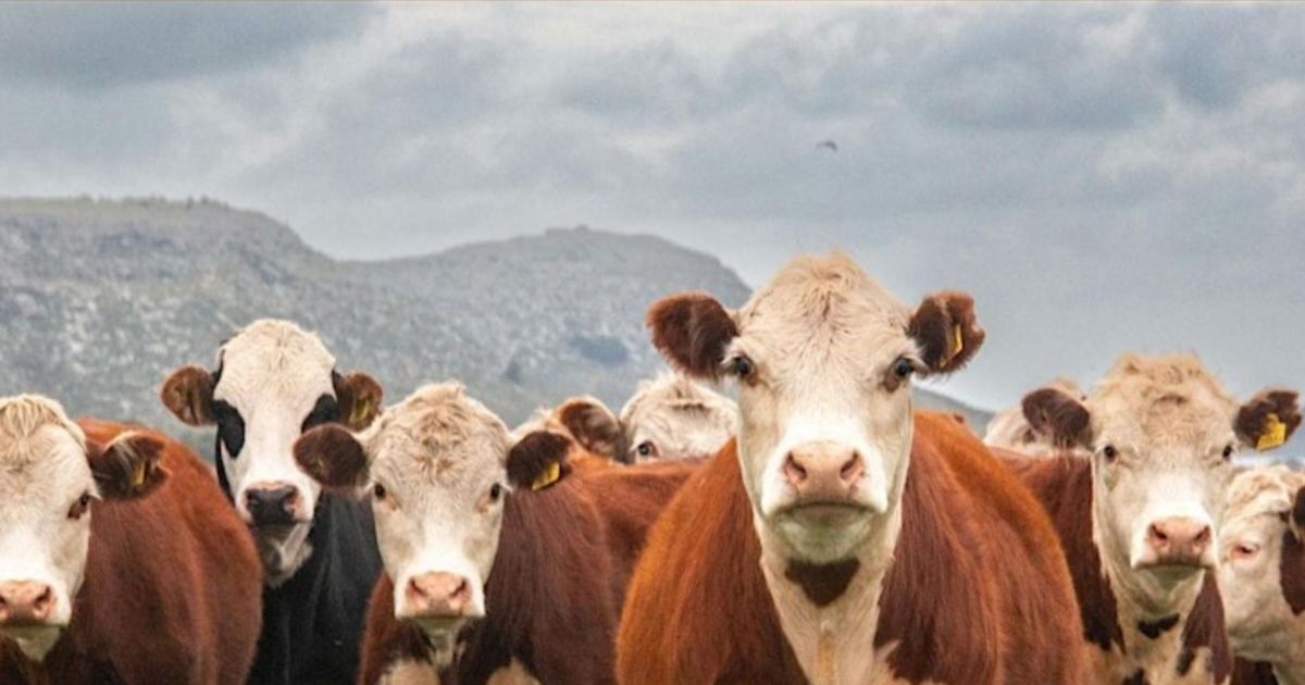 NSW Cattle Tick Program