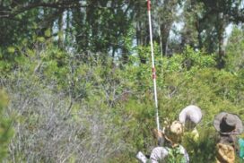 Wild Seed Safari