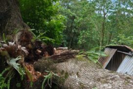 Northern Rivers storms