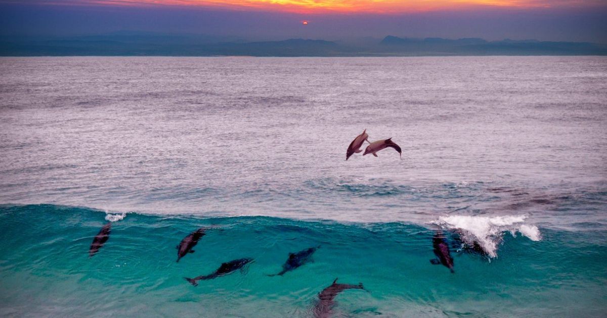 Dolphin social bonds