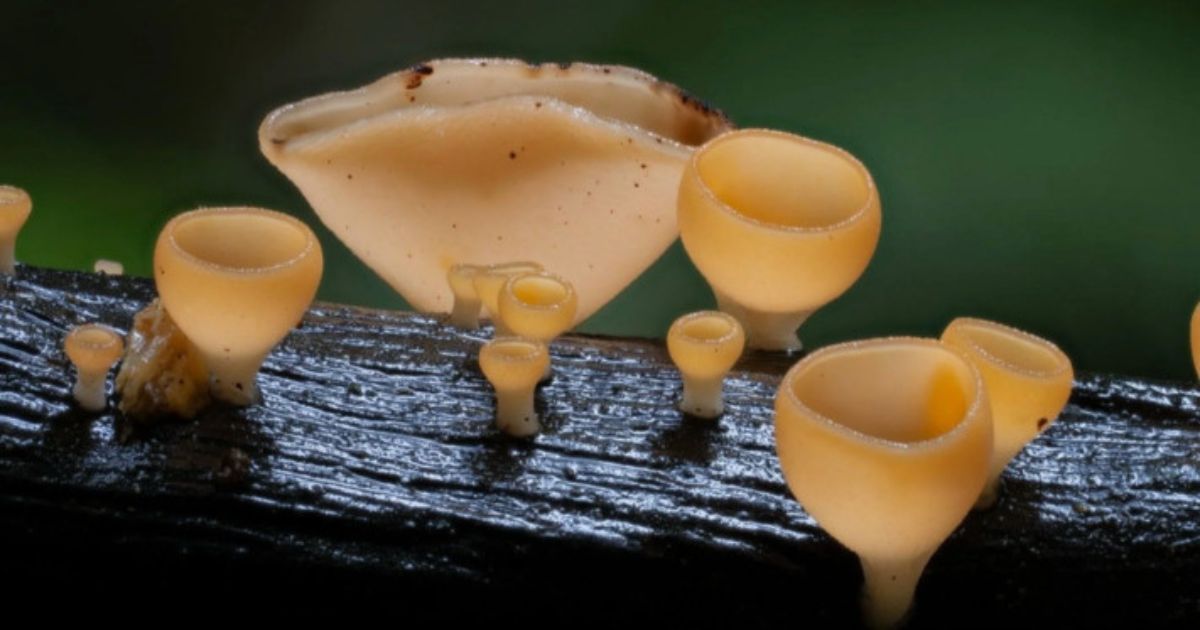 Mushroom Whisperers Event