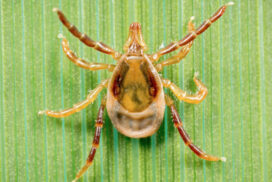 Tick Season Safety