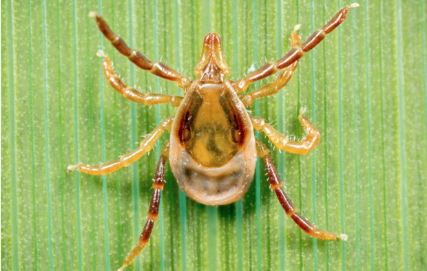 Tick Season Safety
