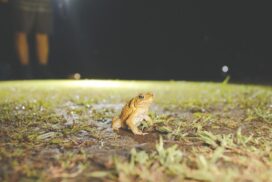 Great Cane Toad Bust
