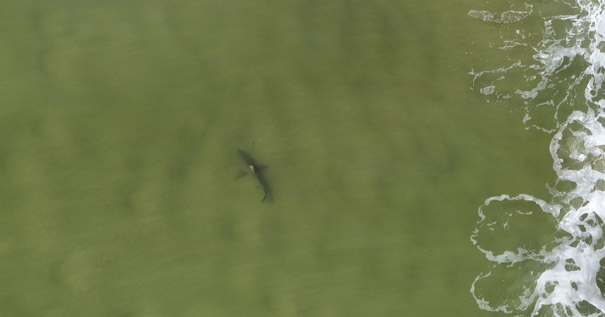 Bull Shark Risk
