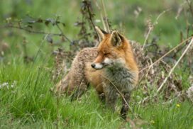 Invasive animal workshop