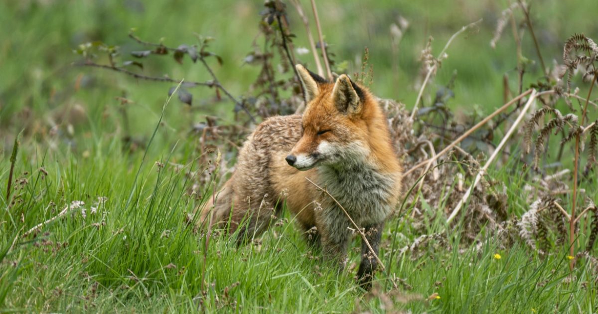 Invasive animal workshop
