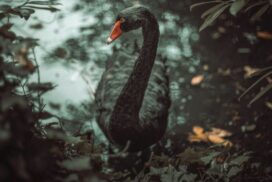 Lake Kimberley black swans