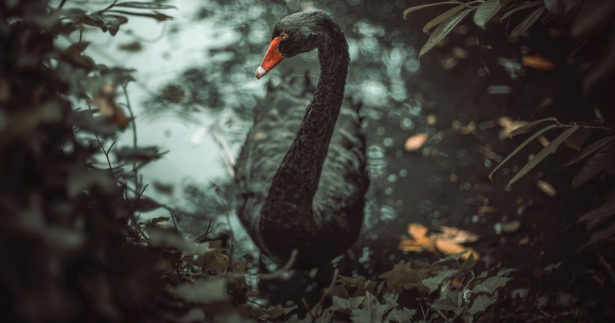 Lake Kimberley black swans