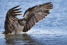 Osprey Photography Award
