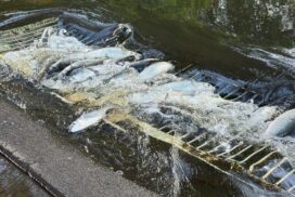 Vintage Lakes drainage