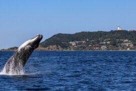 whale watching season