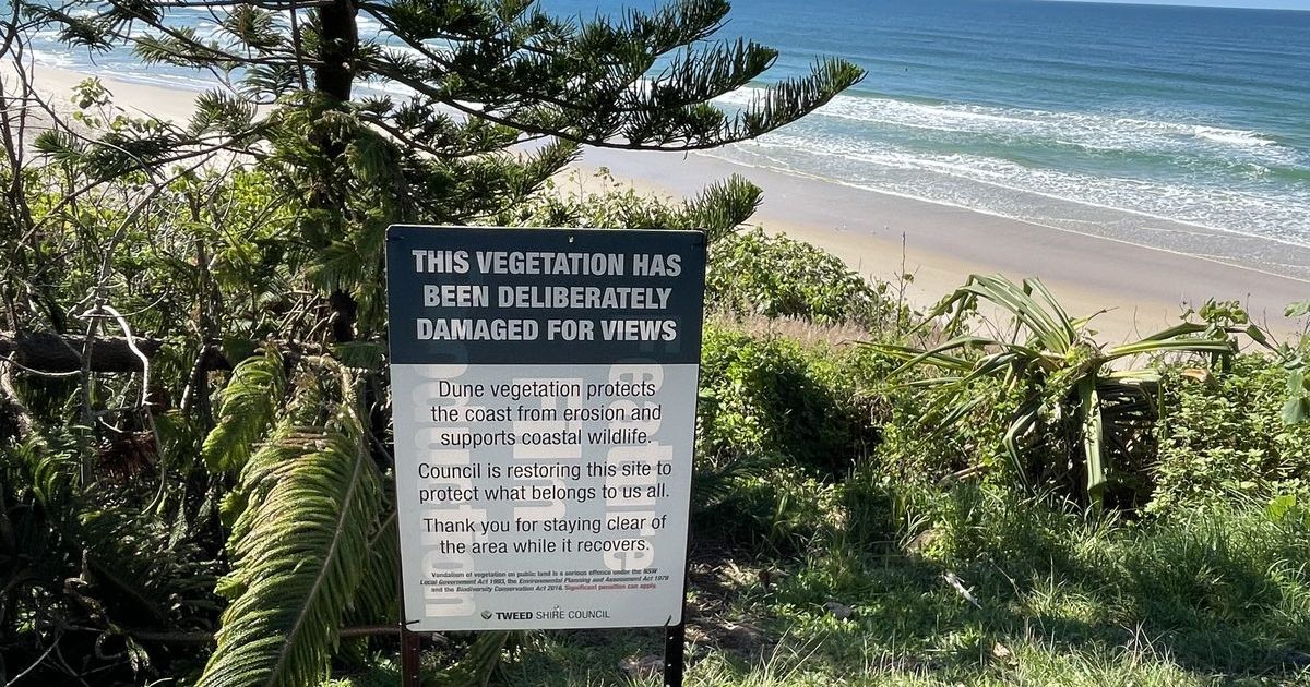 Tweed tree vandalism