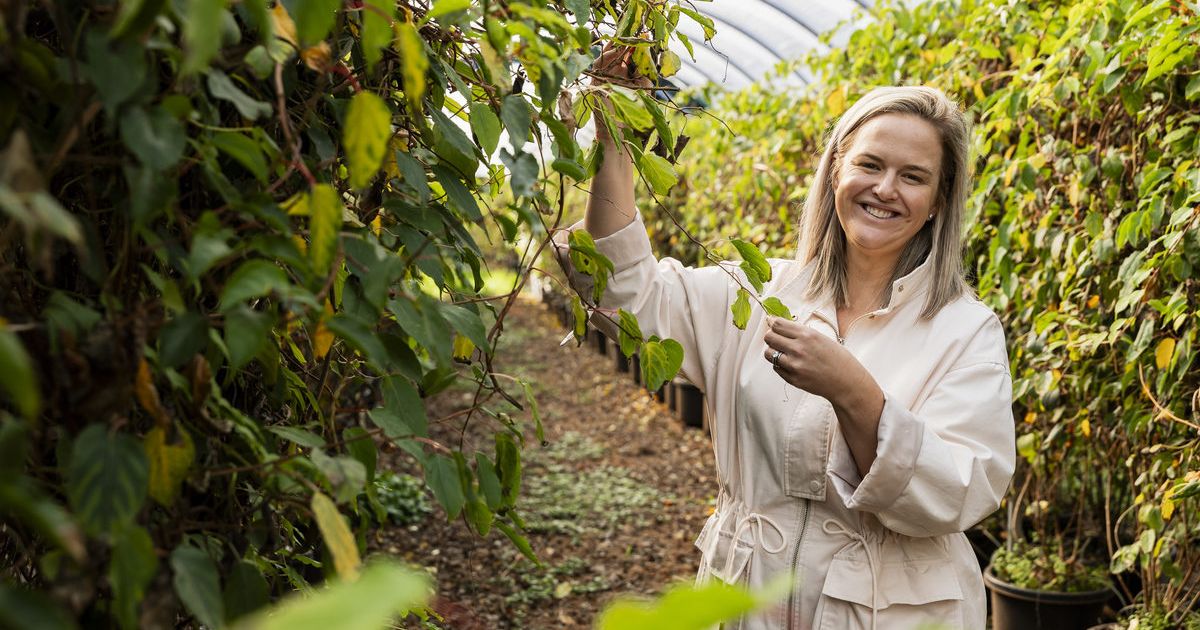 kiwi berry business
