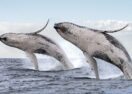 Double whale breach