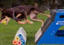 Alstonville Flyball Classic