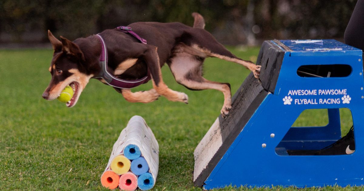 Alstonville Flyball Classic