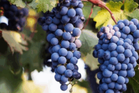 Geelong Shiraz Festival