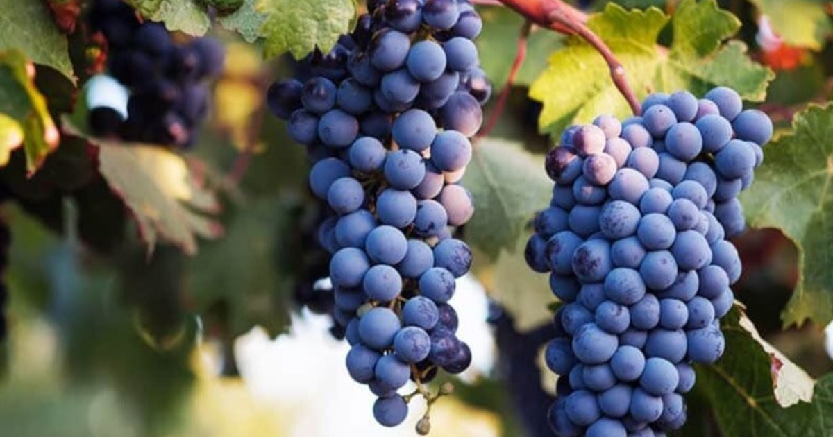 Geelong Shiraz Festival