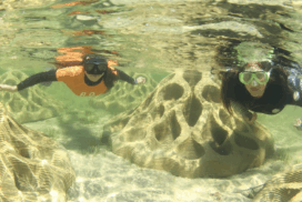 Dell Eco Reef oyster trial