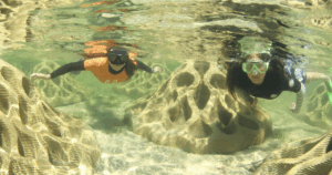 Dell Eco Reef oyster trial