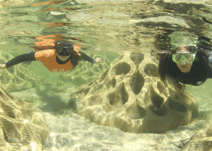 Dell Eco Reef oyster trial