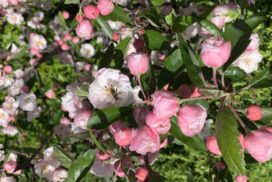 Garden transformation experts