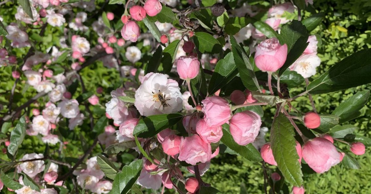 Garden transformation experts