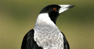 Swooping Season Victoria