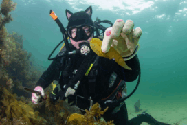 Bellarine coast event
