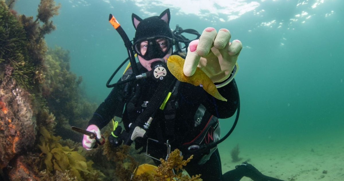 Bellarine coast event