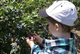 Drysdale berry farm