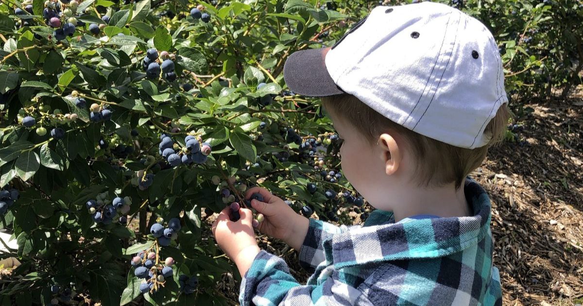 Drysdale berry farm
