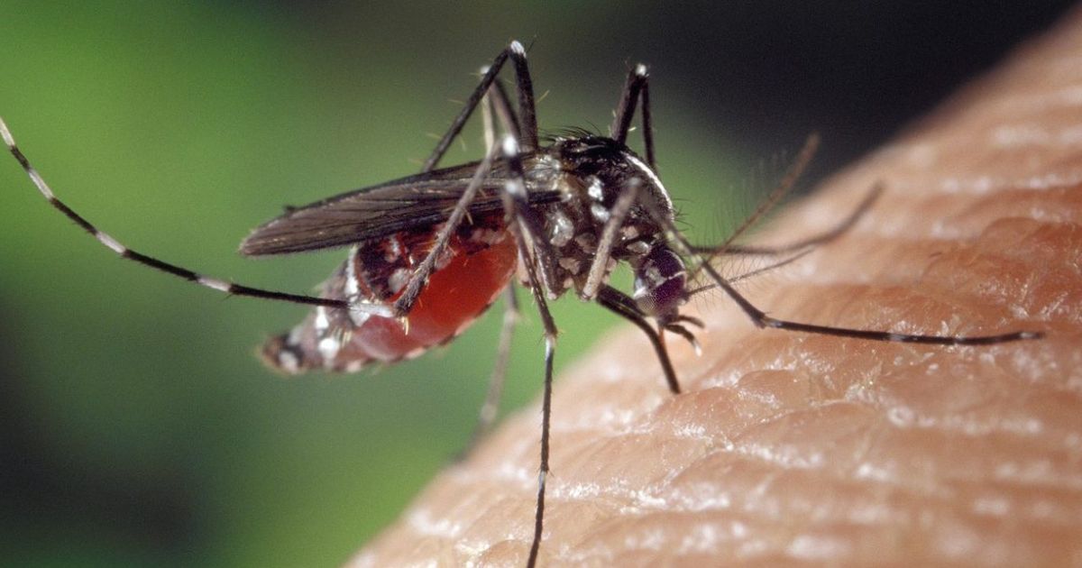 Mosquito Management Geelong