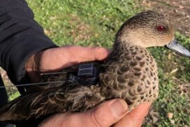 Victoria game duck tracking research