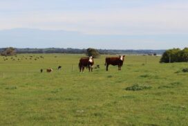 Irrewarra acreage for sale