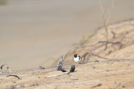 Barwon Heads plovers