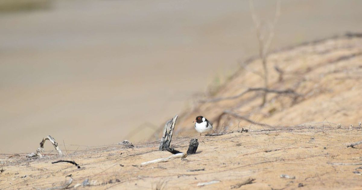 Barwon Heads plovers