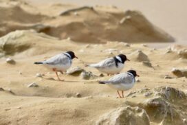 hooded plover protection