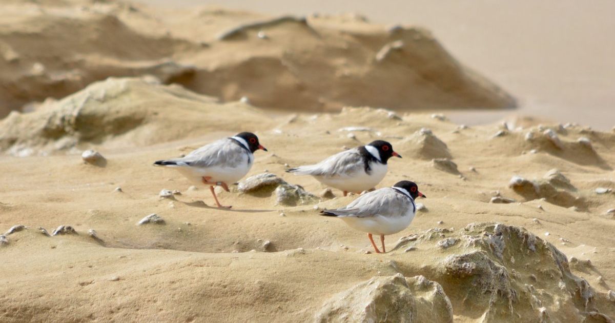 hooded plover protection