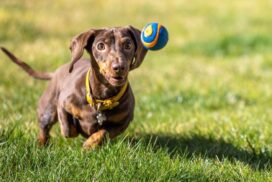 Queenscliffe off-leash dog trial