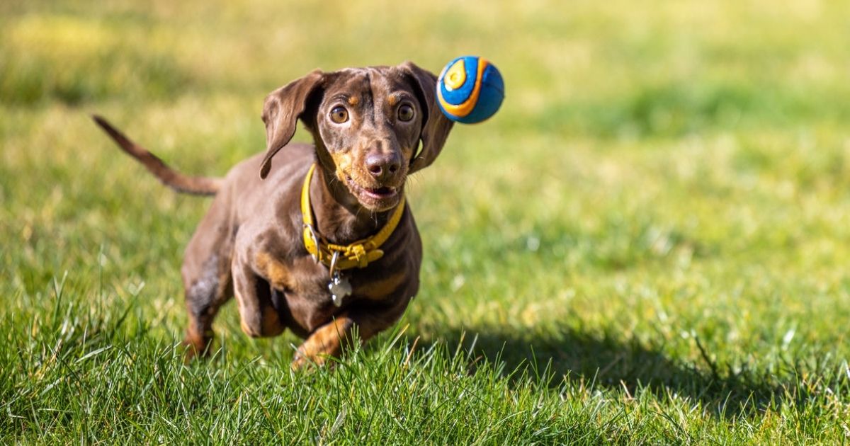 Queenscliffe off-leash dog trial