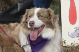 Purple Poppy Walk