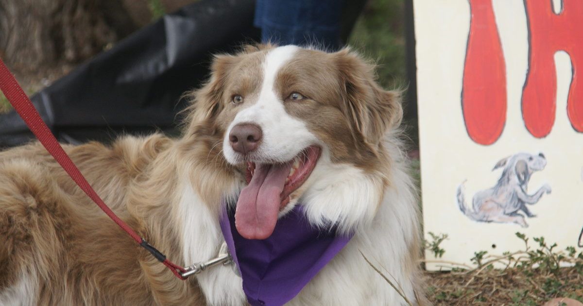 Purple Poppy Walk