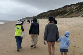 Hooded Plovers Point Lonsdale